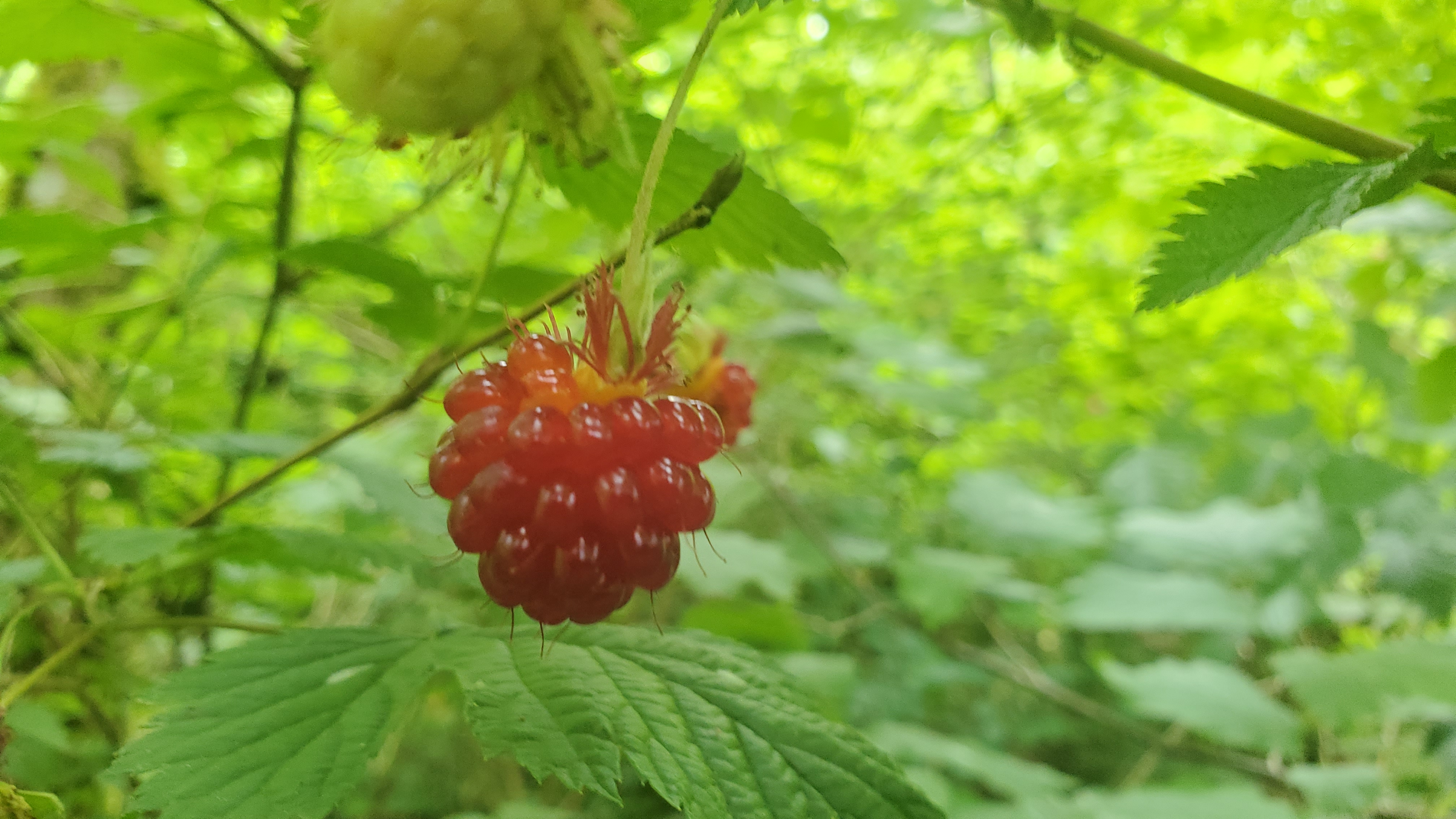 A berry